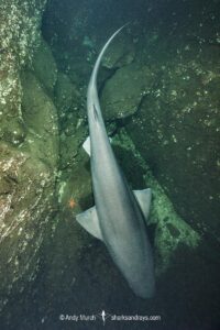 Bluntnose Sixgill Shark, Hexanchus griseus. Mackenzie Bight, Saanich Inlet, Vancouver Island, Canada, North Pacific.