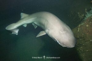 Bluntnose Sixgill Shark, Hexanchus griseus. Mackenzie Bight, Saanich Inlet, Vancouver Island, Canada, North Pacific.