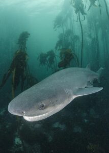 Broadnose Sevengill Shark, Notorynchus cepedianus. Aka cowshark. False Bay, Western Cape, South Africa.