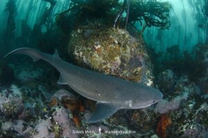 Broadnose Sevengill Shark, Notorynchus cepedianus. Aka cowshark. False Bay, Western Cape, South Africa.