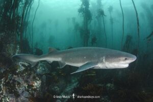 Broadnose Sevengill Shark, Notorynchus cepedianus. Aka cowshark. False Bay, Western Cape, South Africa.