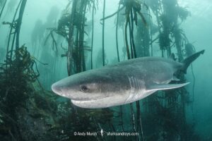 Broadnose Sevengill Shark, Notorynchus cepedianus. Aka cowshark. False Bay, Western Cape, South Africa.