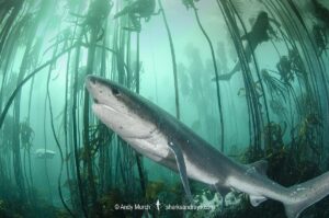Broadnose Sevengill Shark, Notorynchus cepedianus. Aka cowshark. False Bay, Western Cape, South Africa.