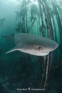 Broadnose Sevengill Shark, Notorynchus cepedianus. Aka cowshark. False Bay, Western Cape, South Africa.