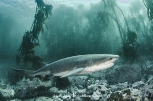 Broadnose Sevengill Shark, Notorynchus cepedianus. Aka cowshark. False Bay, Western Cape, South Africa.
