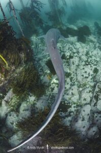 Broadnose Sevengill Shark, Notorynchus cepedianus. Aka cowshark. False Bay, Western Cape, South Africa.