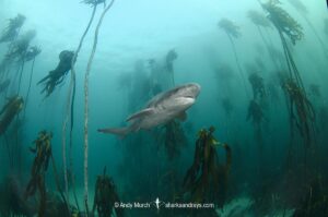 Broadnose Sevengill Shark, Notorynchus cepedianus. Aka cowshark. False Bay, Western Cape, South Africa.