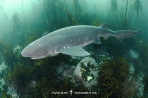 Broadnose Sevengill Shark, Notorynchus cepedianus. Aka cowshark. False Bay, Western Cape, South Africa.