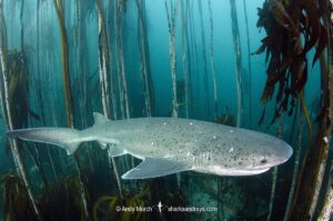 Broadnose Sevengill Shark, Notorynchus cepedianus. Aka cowshark. False Bay, Western Cape, South Africa.