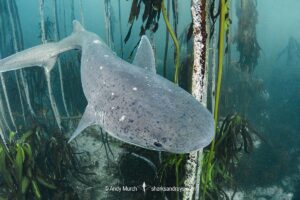 Broadnose Sevengill Shark, Notorynchus cepedianus. Aka cowshark. False Bay, Western Cape, South Africa.