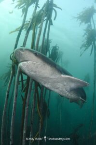 Broadnose Sevengill Shark, Notorynchus cepedianus. Aka cowshark. False Bay, Western Cape, South Africa.