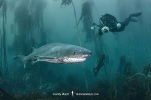 Broadnose Sevengill Shark, Notorynchus cepedianus. Aka cowshark. False Bay, Western Cape, South Africa.