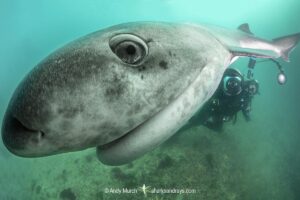 Broadnose Sevengill Shark, Notorynchus cepedianus. Aka cowshark. False Bay, Western Cape, South Africa.