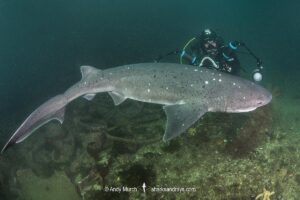 Broadnose Sevengill Shark, Notorynchus cepedianus. Aka cowshark. False Bay, Western Cape, South Africa.
