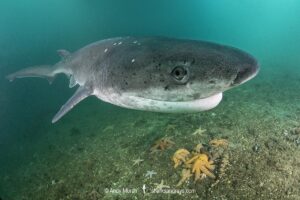 Broadnose Sevengill Shark, Notorynchus cepedianus. Aka cowshark. False Bay, Western Cape, South Africa.