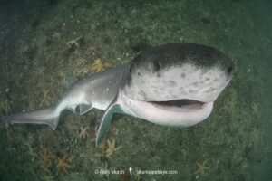 Broadnose Sevengill Shark, Notorynchus cepedianus. Aka cowshark. False Bay, Western Cape, South Africa.