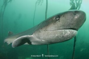 Broadnose Sevengill Shark, Notorynchus cepedianus. Aka cowshark. False Bay, Western Cape, South Africa.
