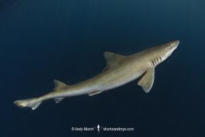 Brown Smoothhound Shark, Mustelus henlei, Guerrero Negro, Bahia Viscaino, Baja, Mexico, Eastern Pacific.