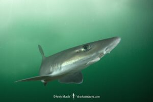 Dusky Smoothhound, Mustelus canis, Rhode Island, New England, North Atlantic Ocean.