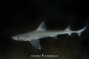 Dusky Smoothhound, Mustelus canis, Rhode Island, New England, North Atlantic Ocean.