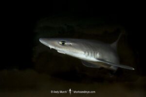 Dusky Smoothhound, Mustelus canis, Rhode Island, New England, North Atlantic Ocean.