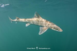 Gray Smoothhound Shark, Mustelus californicus, San Felipe, Sea of Cortez, Baja, Mexico.