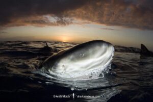 Lemon Shark (Negaprion brevirostris) at Tiger Beach; a popular shark diving spot on Little Bahama Bank in the Northern Caribbean.