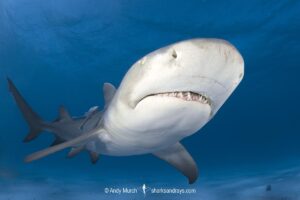 Lemon Shark (Negaprion brevirostris) at Tiger Beach; a popular shark diving spot on Little Bahama Bank in the Northern Caribbean.