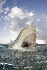 Lemon Shark (Negaprion brevirostris) at Tiger Beach; a popular shark diving spot on Little Bahama Bank in the Northern Caribbean.