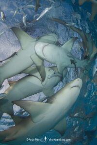 Lemon Shark (Negaprion brevirostris) at Tiger Beach; a popular shark diving spot on Little Bahama Bank in the Northern Caribbean.