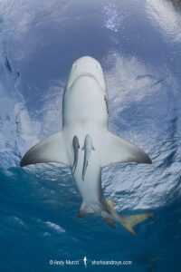 Lemon Shark (Negaprion brevirostris) at Tiger Beach; a popular shark diving spot on Little Bahama Bank in the Northern Caribbean.