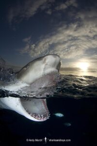 Lemon Shark (Negaprion brevirostris) at Tiger Beach; a popular shark diving spot on Little Bahama Bank in the Northern Caribbean.