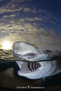 Lemon Shark (Negaprion brevirostris) at Tiger Beach; a popular shark diving spot on Little Bahama Bank in the Northern Caribbean.
