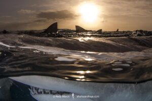 Lemon Shark (Negaprion brevirostris) at Tiger Beach; a popular shark diving spot on Little Bahama Bank in the Northern Caribbean.