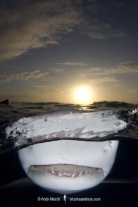 Lemon Shark (Negaprion brevirostris) at Tiger Beach; a popular shark diving spot on Little Bahama Bank in the Northern Caribbean.