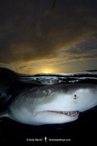 Lemon Shark (Negaprion brevirostris) at Tiger Beach; a popular shark diving spot on Little Bahama Bank in the Northern Caribbean.