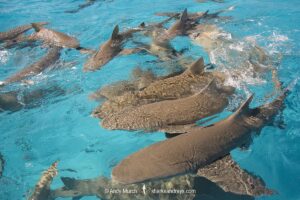 Lemon Shark (Negaprion brevirostris) at Tiger Beach; a popular shark diving spot on Little Bahama Bank in the Northern Caribbean.