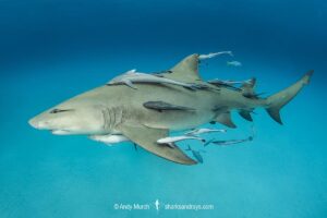 Lemon Shark (Negaprion brevirostris) at Tiger Beach; a popular shark diving spot on Little Bahama Bank in the Northern Caribbean.