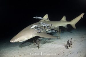 Lemon Shark (Negaprion brevirostris) at Tiger Beach; a popular shark diving spot on Little Bahama Bank in the Northern Caribbean.