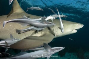 Lemon Shark (Negaprion brevirostris) at Tiger Beach; a popular shark diving spot on Little Bahama Bank in the Northern Caribbean.