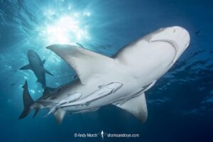 Lemon Shark (Negaprion brevirostris) at Tiger Beach; a popular shark diving spot on Little Bahama Bank in the Northern Caribbean.