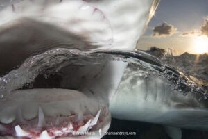 Lemon Shark (Negaprion brevirostris) at Tiger Beach; a popular shark diving spot on Little Bahama Bank in the Northern Caribbean.