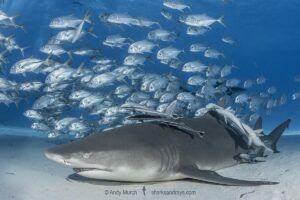 Lemon Shark (Negaprion brevirostris) at Tiger Beach; a popular shark diving spot on Little Bahama Bank in the Northern Caribbean.