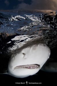 Lemon Shark (Negaprion brevirostris) at Tiger Beach; a popular shark diving spot on Little Bahama Bank in the Northern Caribbean.