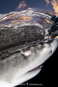 Lemon Shark (Negaprion brevirostris) at Tiger Beach; a popular shark diving spot on Little Bahama Bank in the Northern Caribbean.