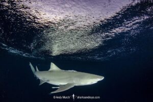 Lemon Shark (Negaprion brevirostris) at Tiger Beach; a popular shark diving spot on Little Bahama Bank in the Northern Caribbean.
