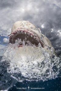 Lemon Shark (Negaprion brevirostris) at Tiger Beach; a popular shark diving spot on Little Bahama Bank in the Northern Caribbean.