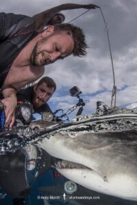 Lemon Shark (Negaprion brevirostris) at Tiger Beach; a popular shark diving spot on Little Bahama Bank in the Northern Caribbean.