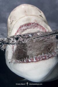 Lemon Shark (Negaprion brevirostris) at Tiger Beach; a popular shark diving spot on Little Bahama Bank in the Northern Caribbean.