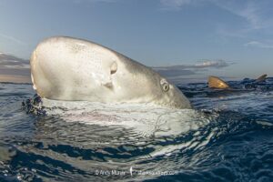 Lemon Shark (Negaprion brevirostris) at Tiger Beach; a popular shark diving spot on Little Bahama Bank in the Northern Caribbean.